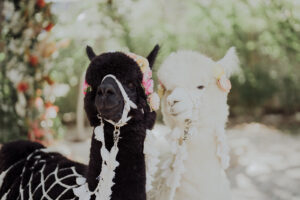 Unconventional Wedding Vibes