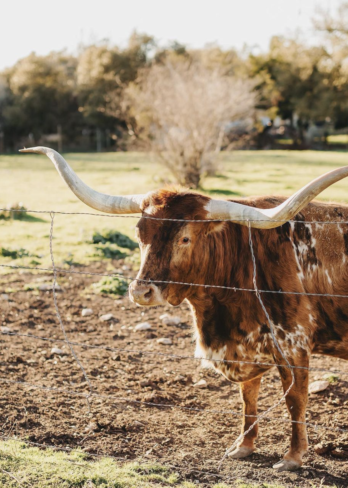 a longhorn steer in Texas