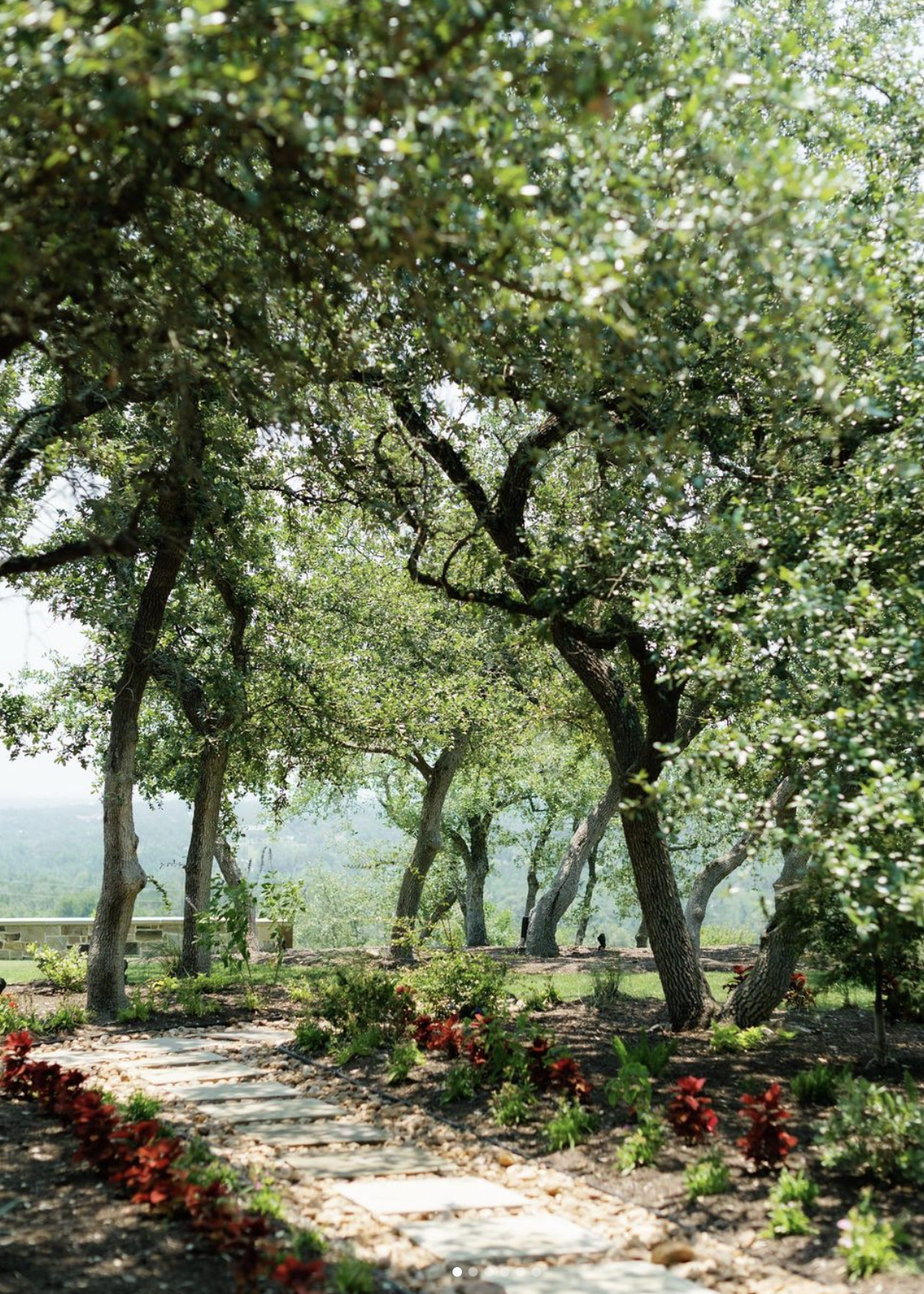 trees lining a path in Texas Hill Country